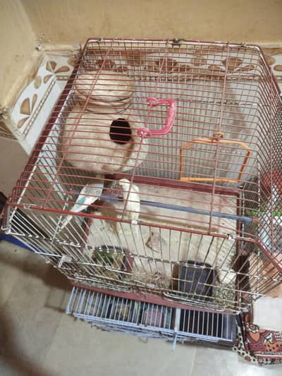 Cage With Budgie pair