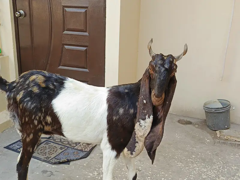 kamori path available for sale 2 dant ha — photo 2