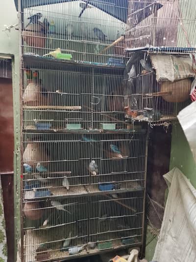 others birds urgent sell