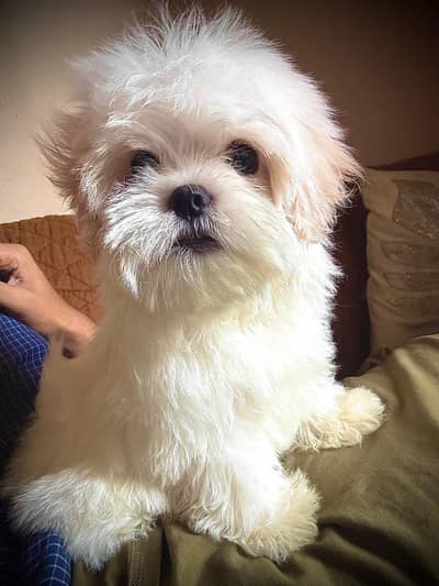 Shihtzu Toy breed Punch face mini size
