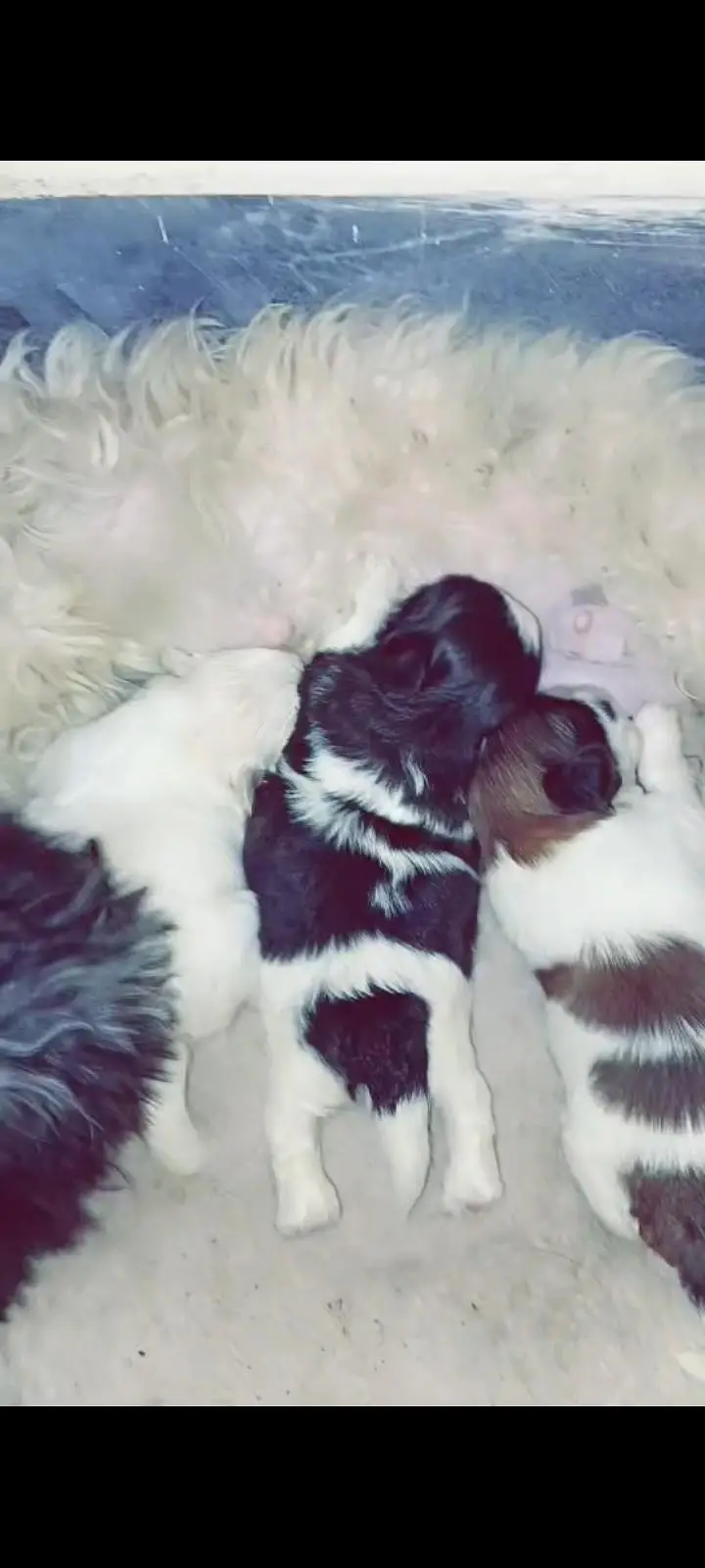 Shihtzu Toy breed Punch face mini size — photo 2