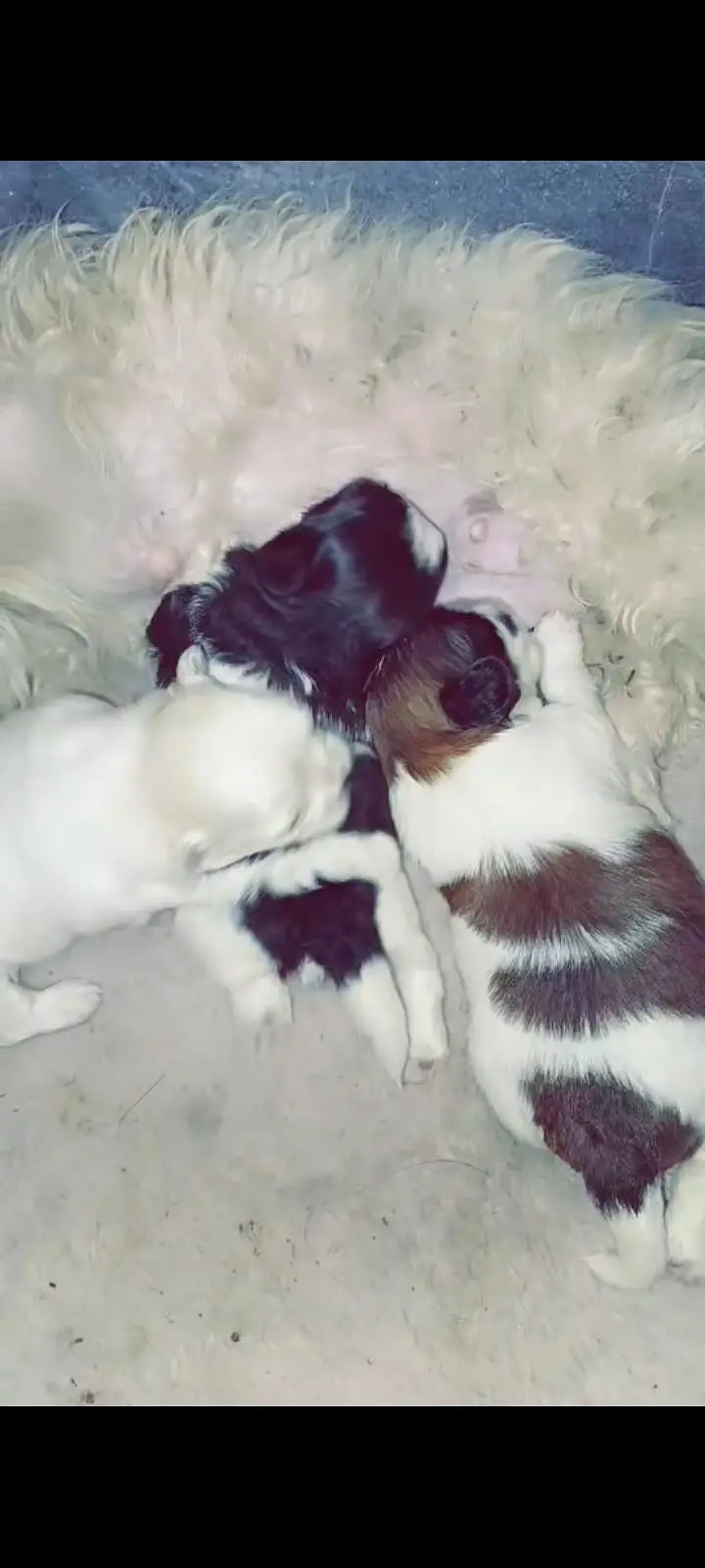 Shihtzu Toy breed Punch face mini size — photo 4