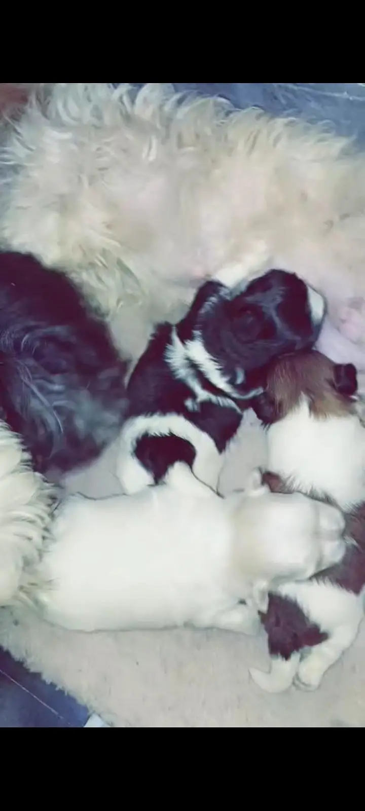 Shihtzu Toy breed Punch face mini size — photo 5