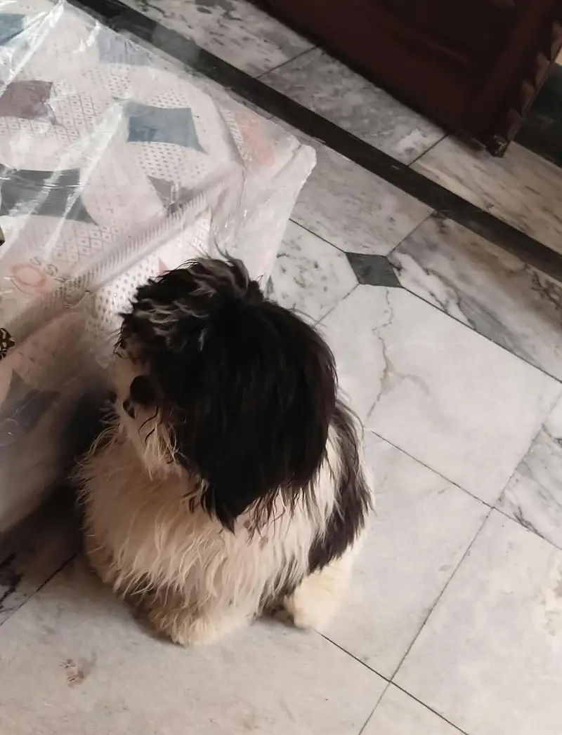 Shihtzu Toy breed Punch face mini size — photo 6