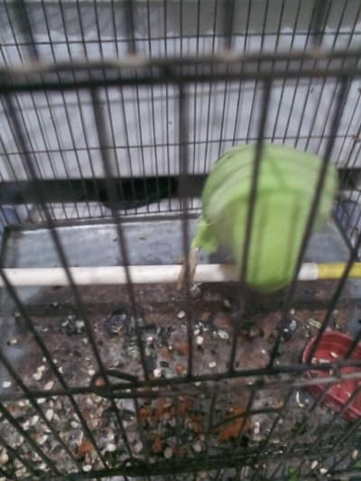 Ring neck female Parakeet