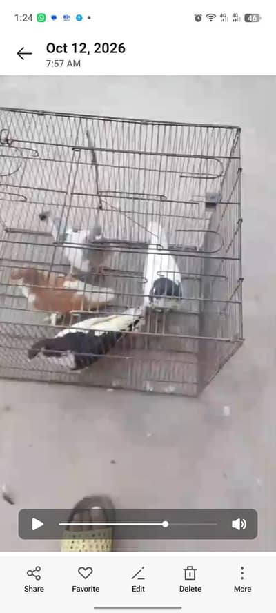 4 males