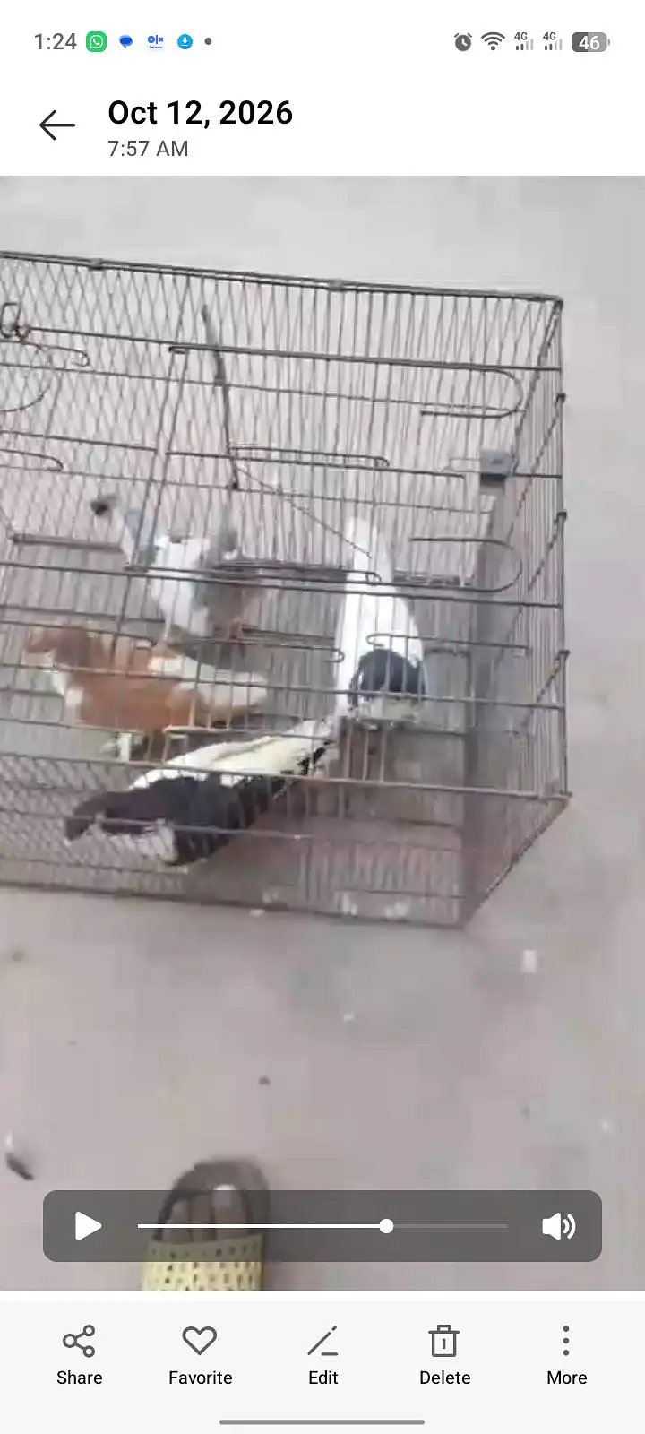4 males