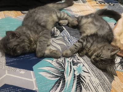 male and female ha dono