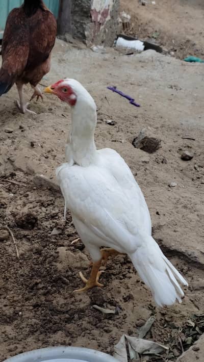 ASEEL Male Female's