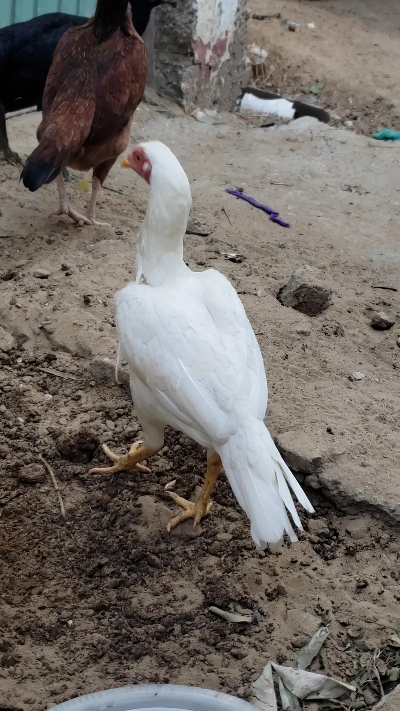 ASEEL Male Female's (Read Description) — photo 2