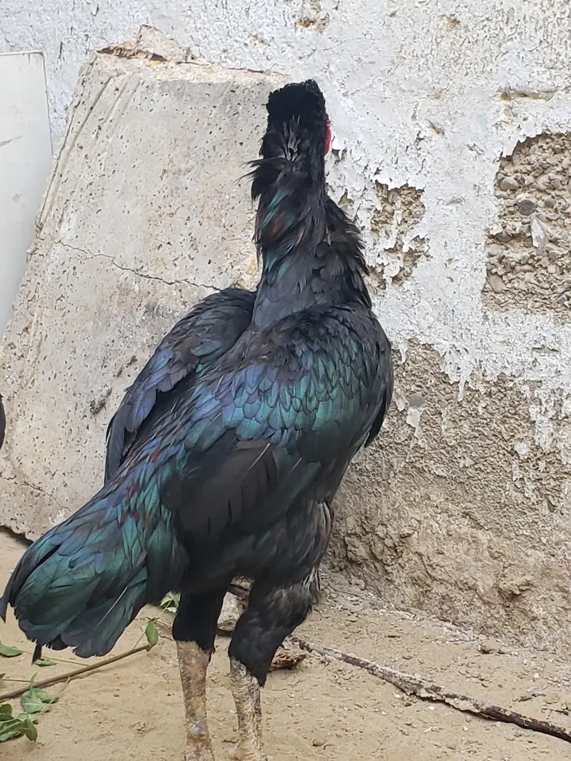 ASEEL Male Female's (Read Description) — photo 3