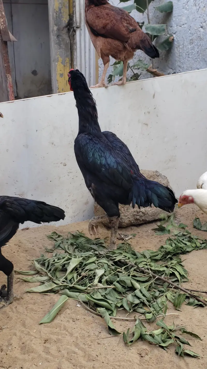 ASEEL Male Female's (Read Description) — photo 4
