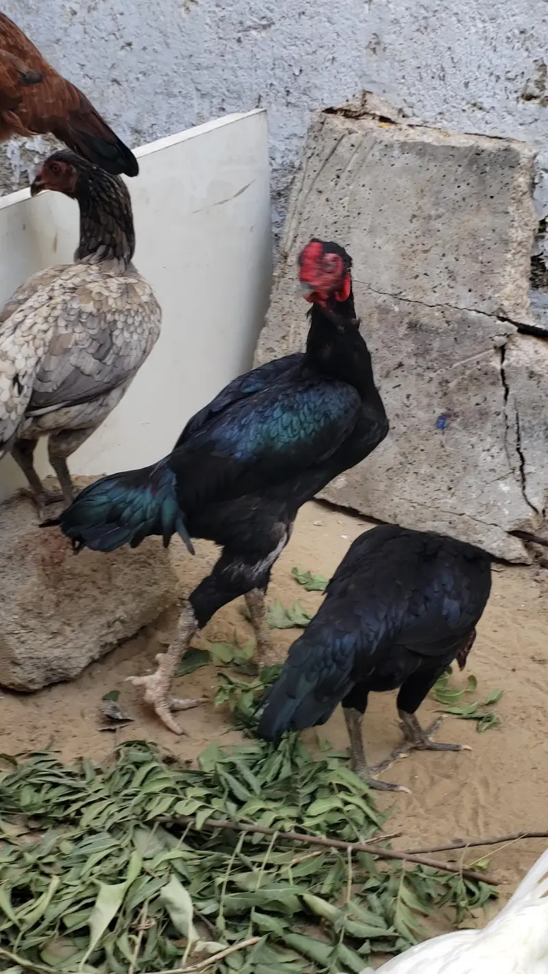 ASEEL Male Female's (Read Description) — photo 5