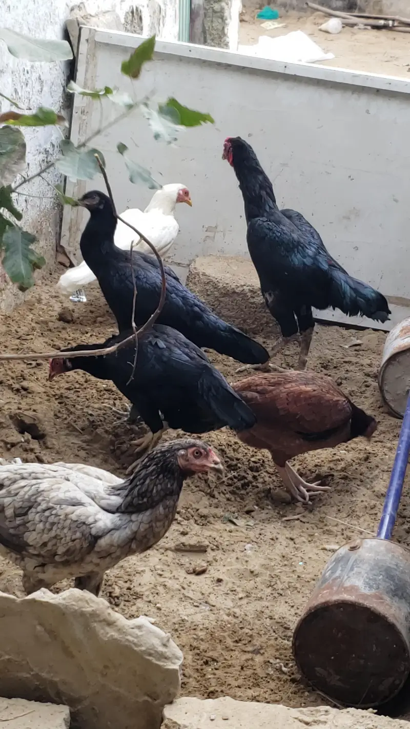 ASEEL Male Female's (Read Description) — photo 6