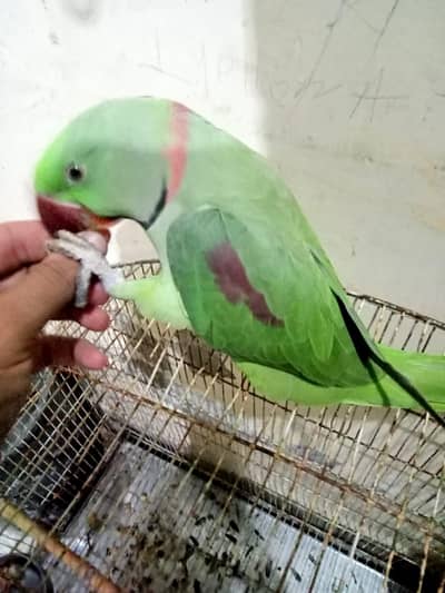 kashmiri alxenderine raw male tame for sale