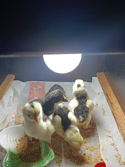 Black oh shamo chicks