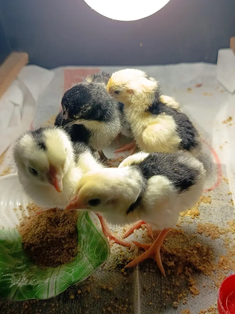 Black oh shamo chicks — photo 2