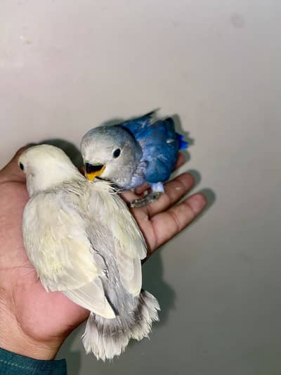 Australian lovebird Hand tame /fly tame near to self