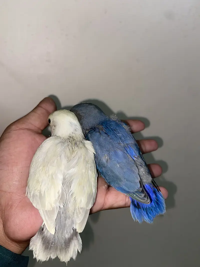 Australian lovebird Hand tame /fly tame near to self — photo 2