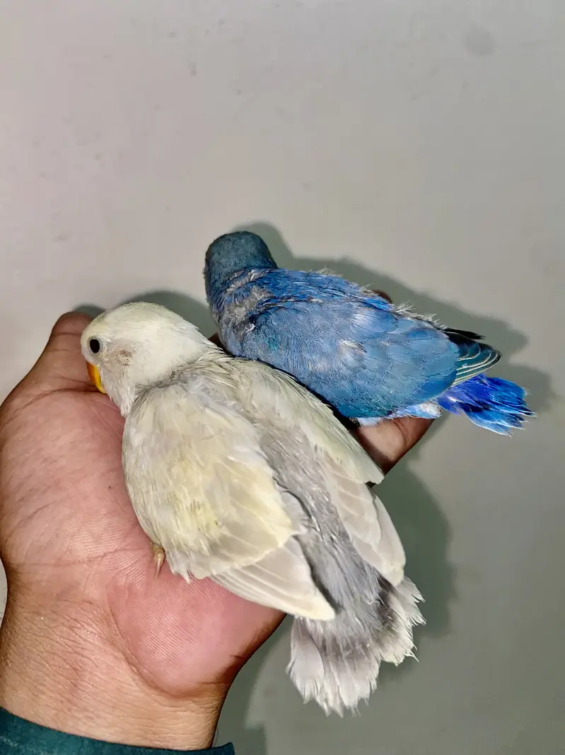 Australian lovebird Hand tame /fly tame near to self — photo 3