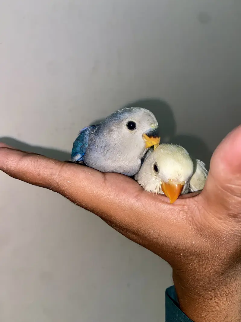 Australian lovebird Hand tame /fly tame near to self — photo 4