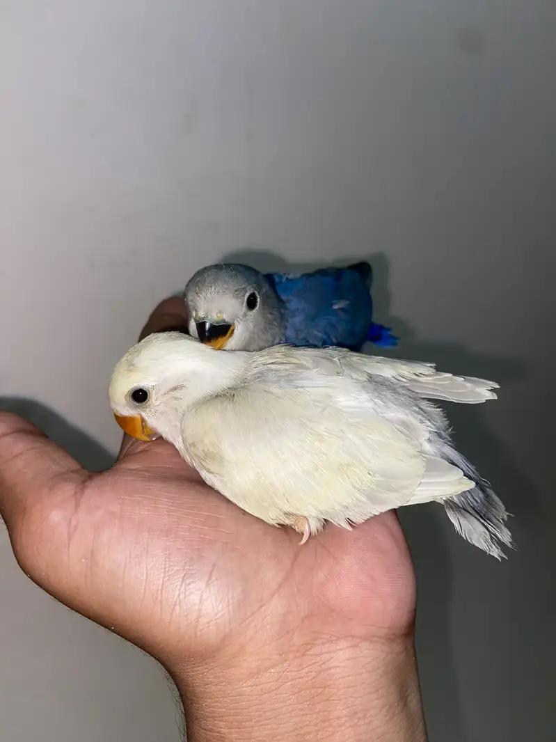 Australian lovebird Hand tame /fly tame near to self — photo 5
