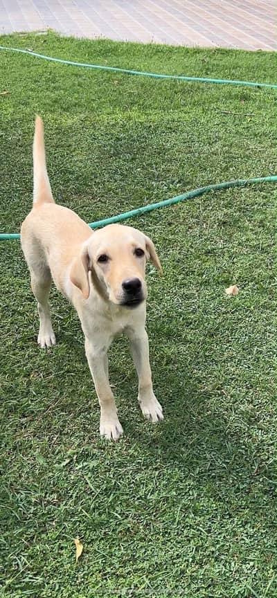Labarador dog