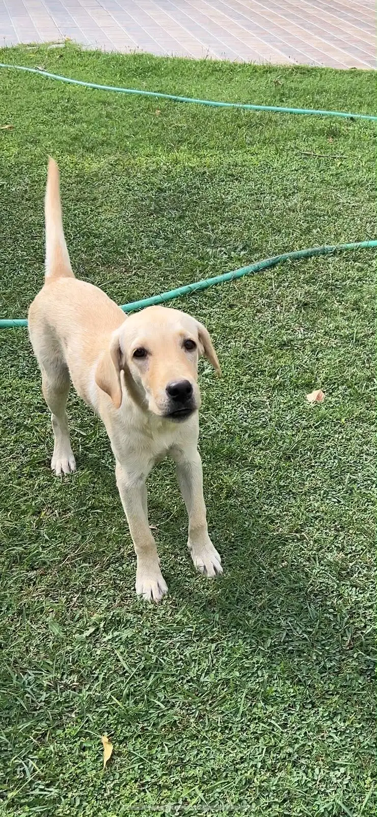 Labarador dog