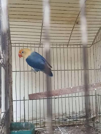 breeder female