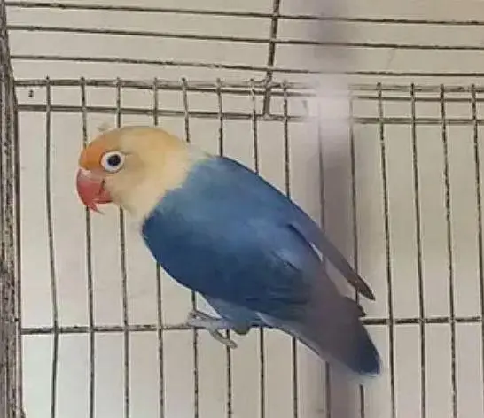 breeder female — photo 2