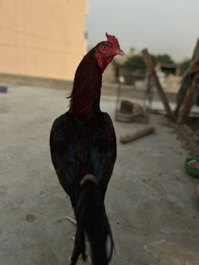 pure aseel lakha murgha