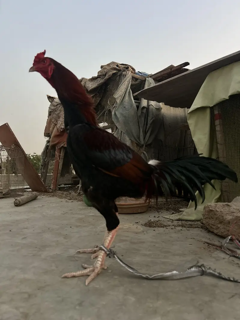pure aseel lakha murgha — photo 2