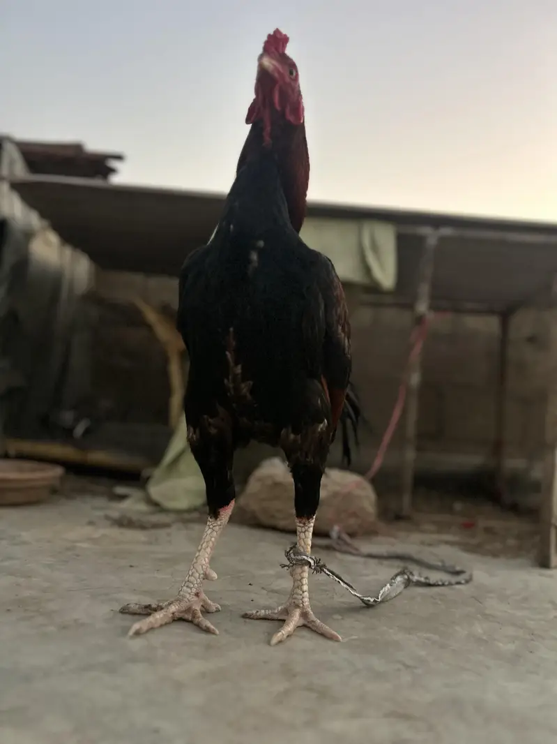 pure aseel lakha murgha — photo 3