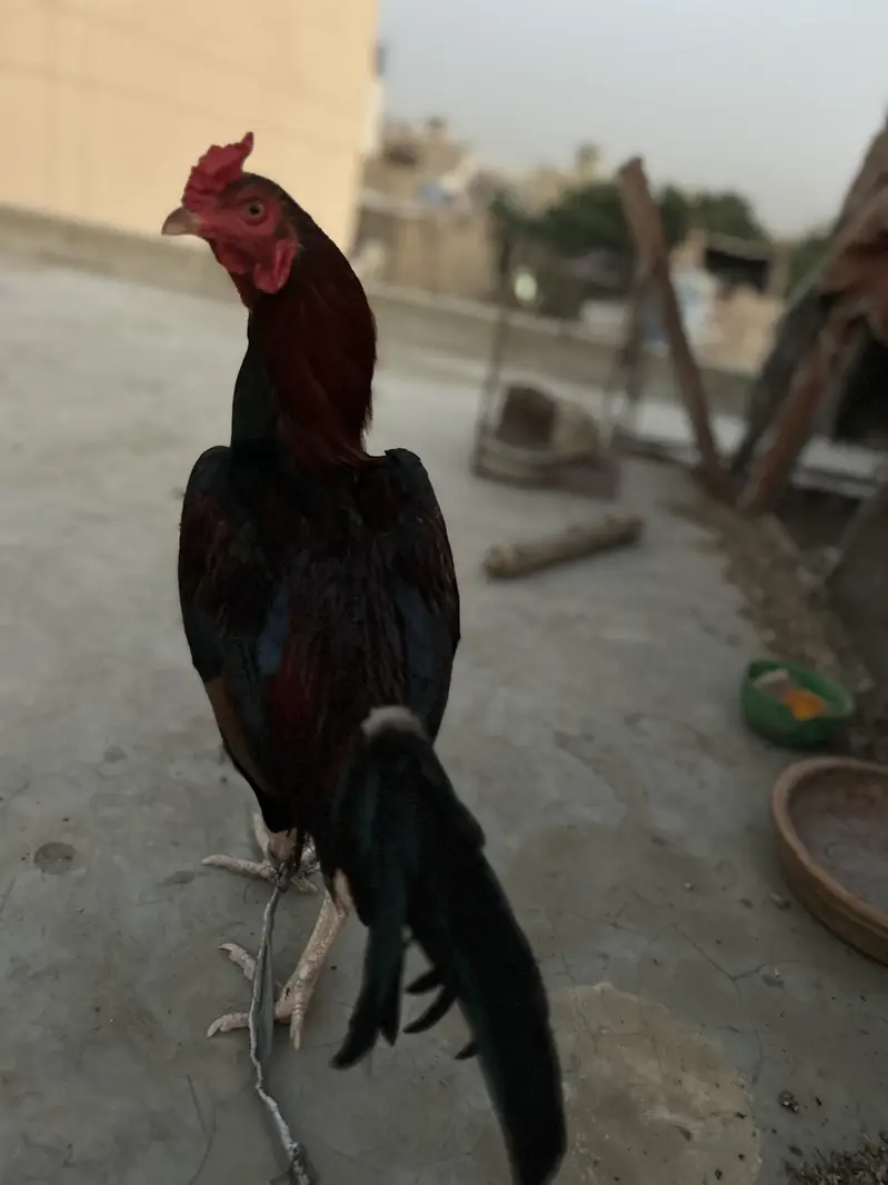 pure aseel lakha murgha — photo 4