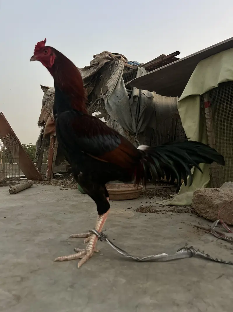pure aseel lakha murgha — photo 6