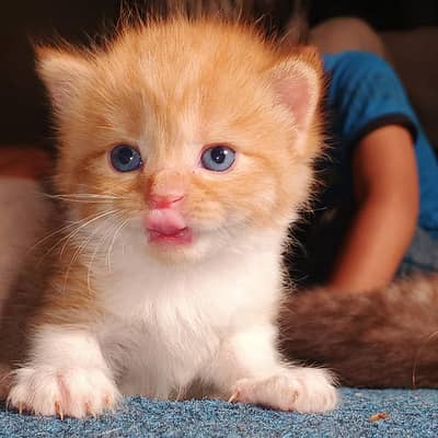 kitten four sale price 10000