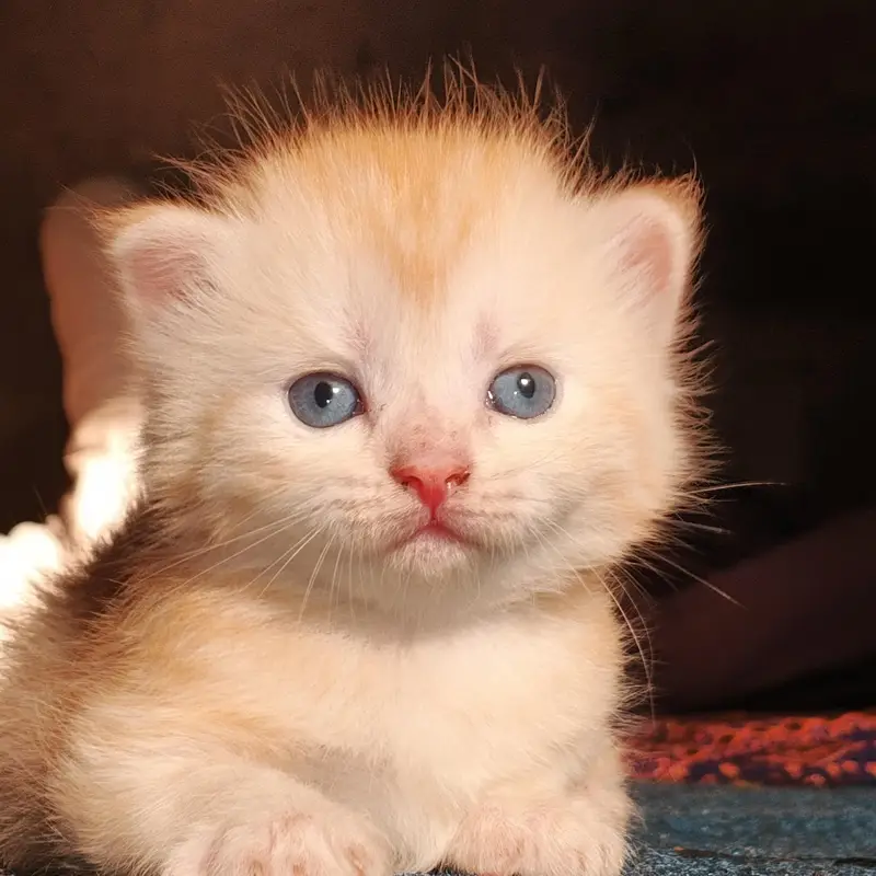 kitten four sale price 10000 — photo 2