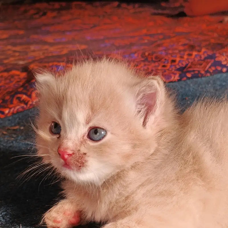 kitten four sale price 10000 — photo 3