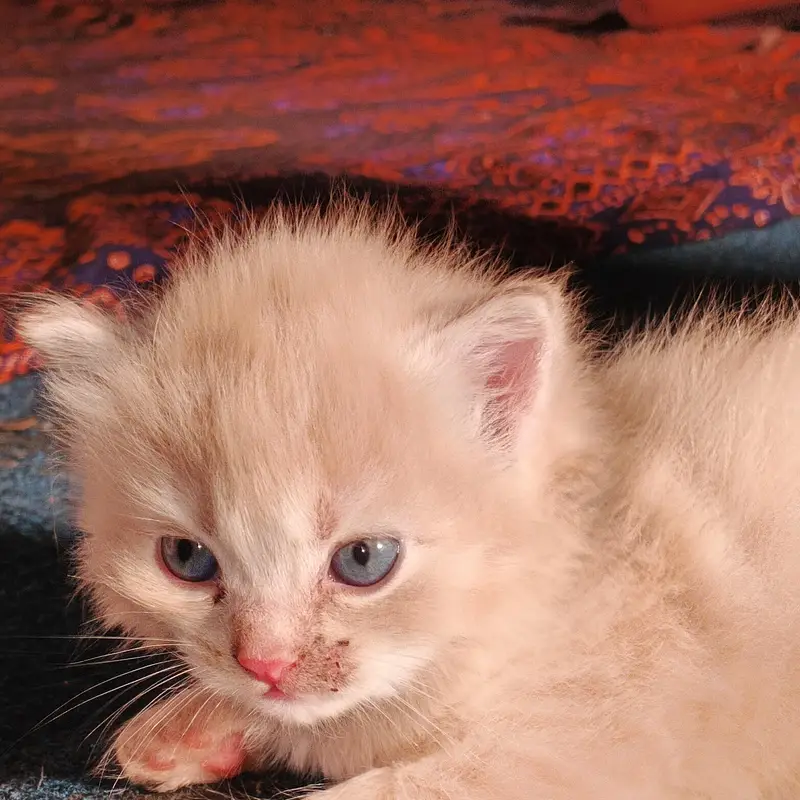 kitten four sale price 10000 — photo 4