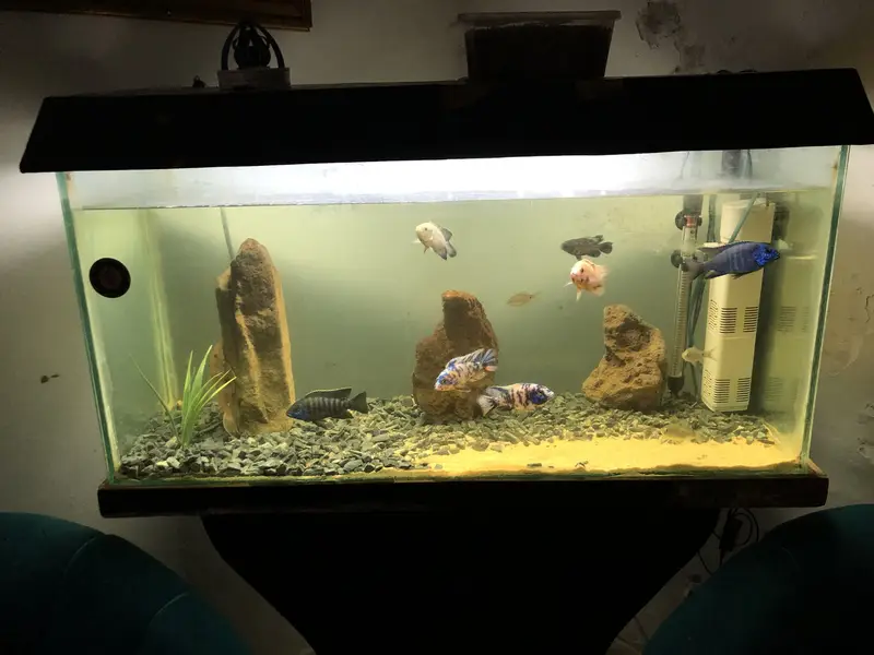 Urgent 3ft aquarium for sale
