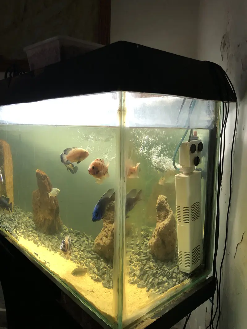 Urgent 3ft aquarium for sale — photo 2