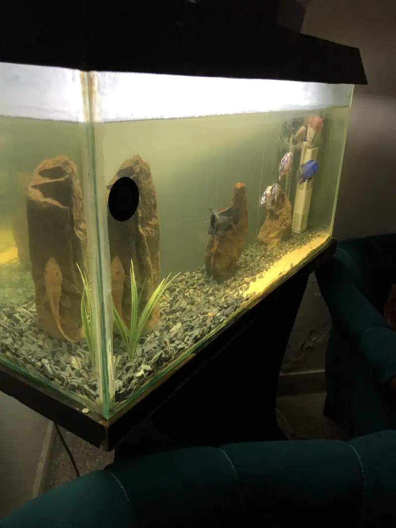 Urgent 3ft aquarium for sale — photo 3