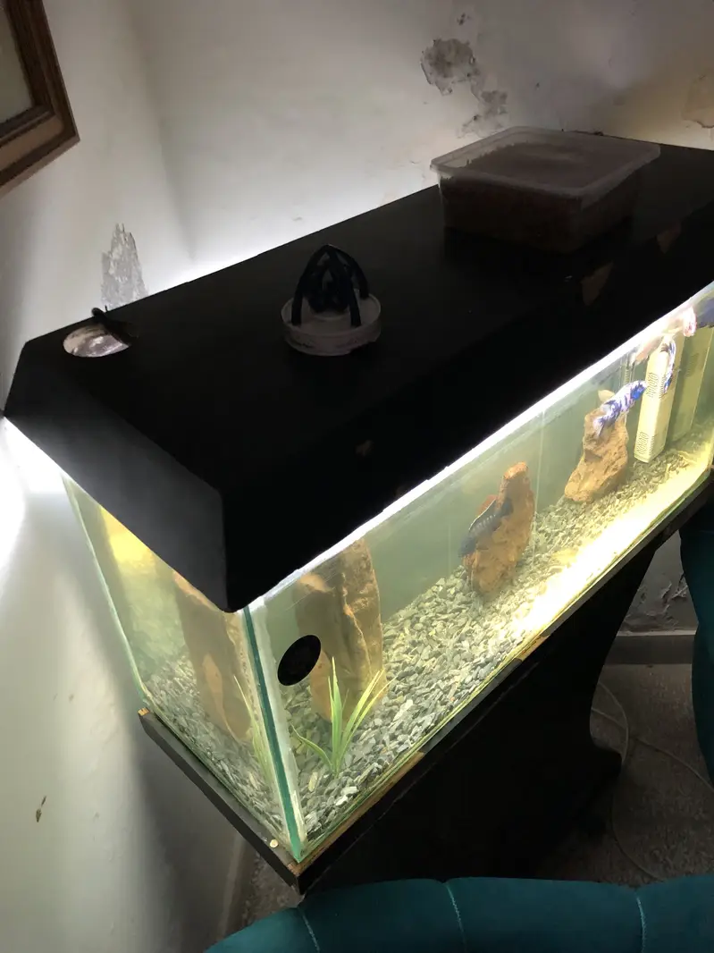 Urgent 3ft aquarium for sale — photo 4