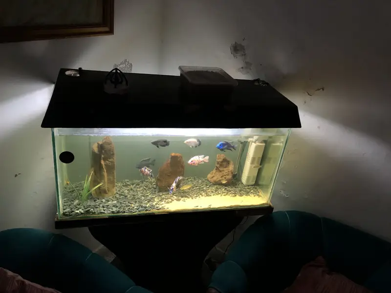 Urgent 3ft aquarium for sale — photo 5