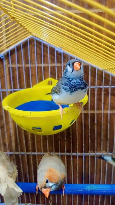 finches mutation male