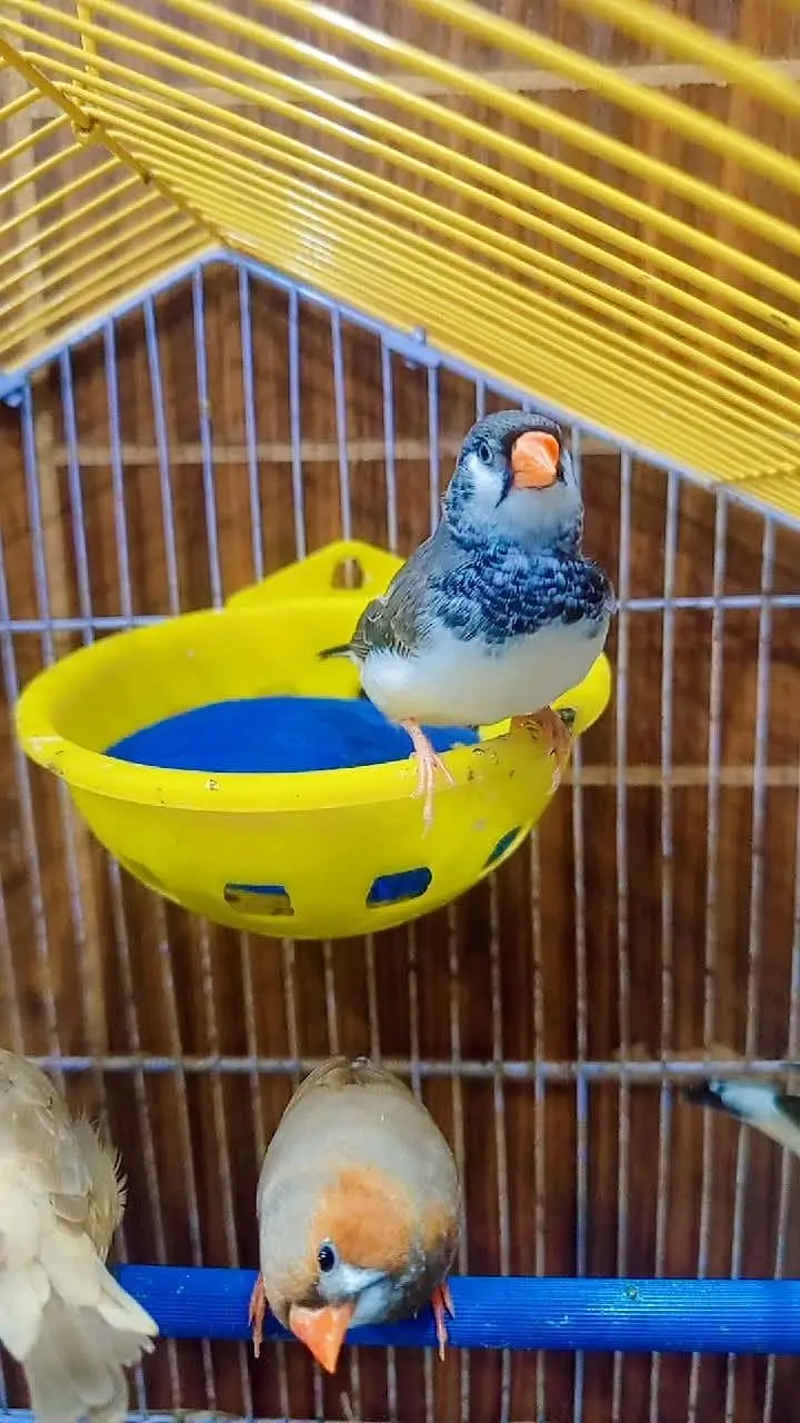 finches mutation male