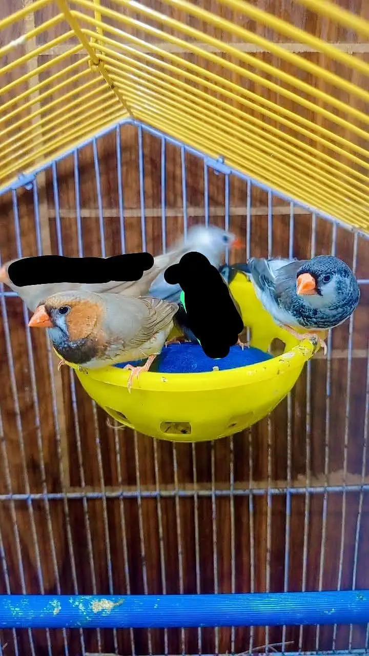 finches mutation male — photo 3
