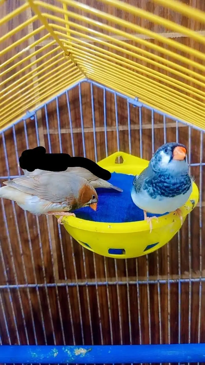 finches mutation male — photo 4
