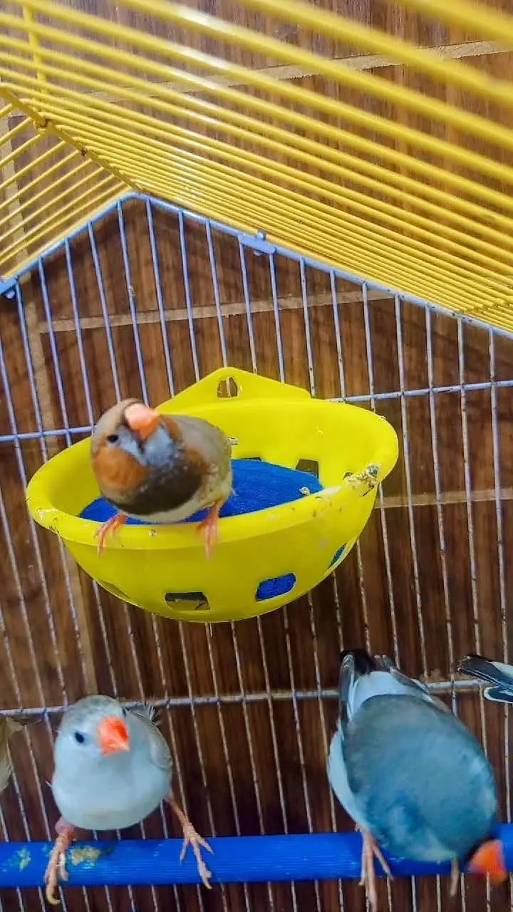 finches mutation male — photo 5