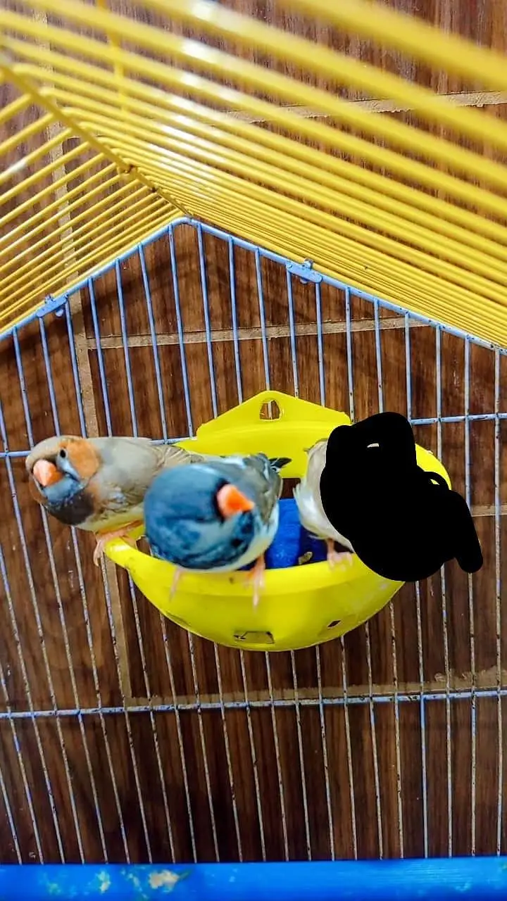 finches mutation male — photo 6